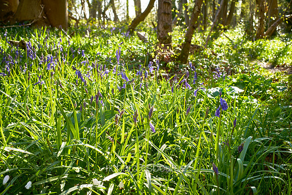 V10W2   NWT Ashwellthorpe Lower Wood, Norfolk, UK