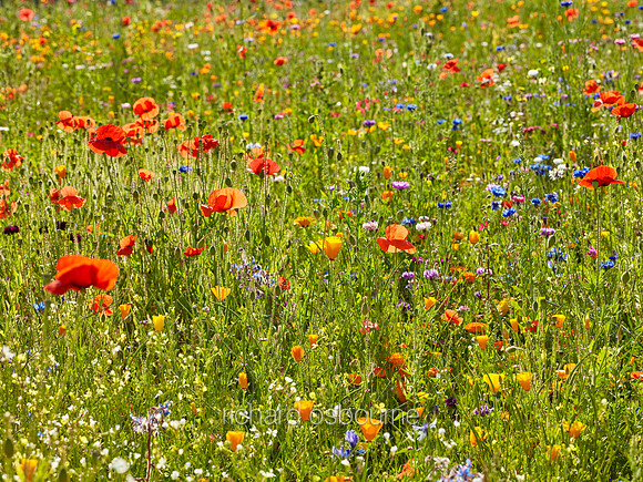 V9W15  Wildflowers