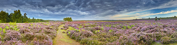 P4L13  NWT Roydon Common, Norfolk, UK