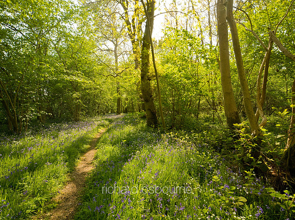 V5W9  NWT Foxley Wood, Norfolk, UK