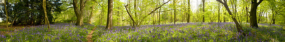 P2F3 Thursford Wood V, Norfolk