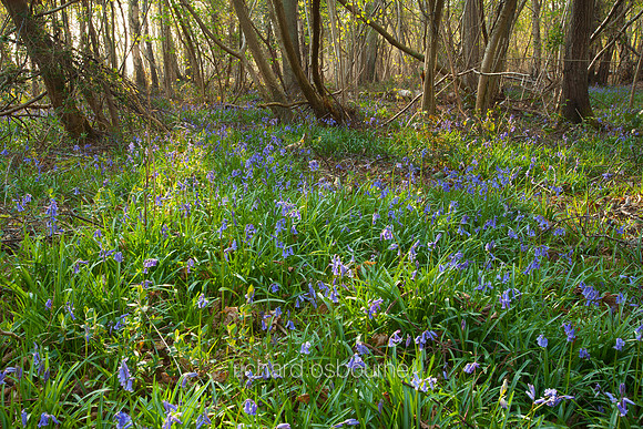 V2L11 Bluebells, Foxley Wood, Norfolk