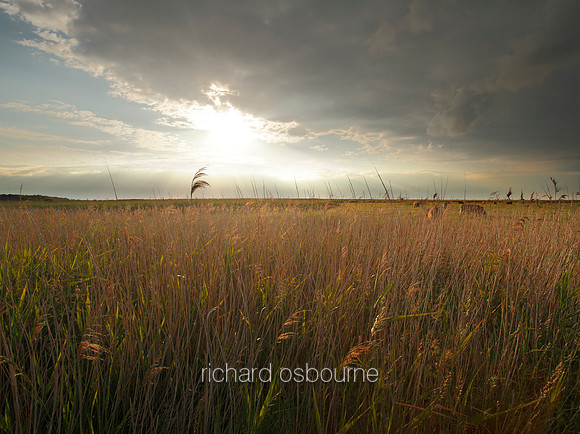 V5N28  NWT Cley Marshes, Norfolk, UK