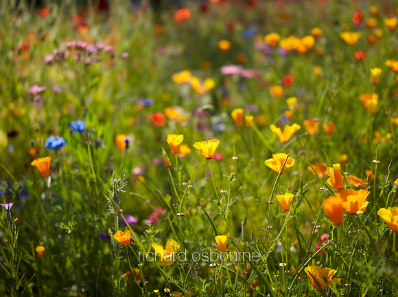 V9W20  Wildflowers