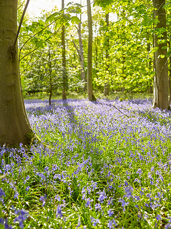 V10W6  Bluebells, Blickling, Norfolk, UK