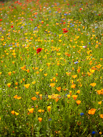 V9W22  Wildflowers
