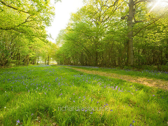 V5F8  NWT Foxley Wood, Norfolk, UK