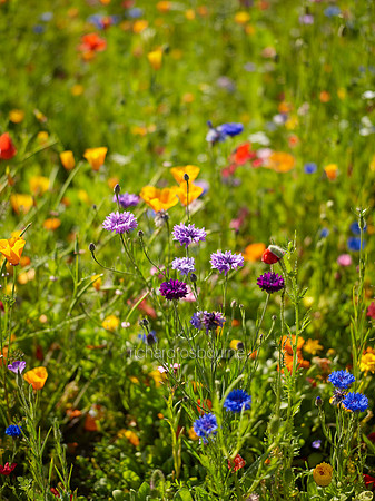 V9W19  Wildflowers