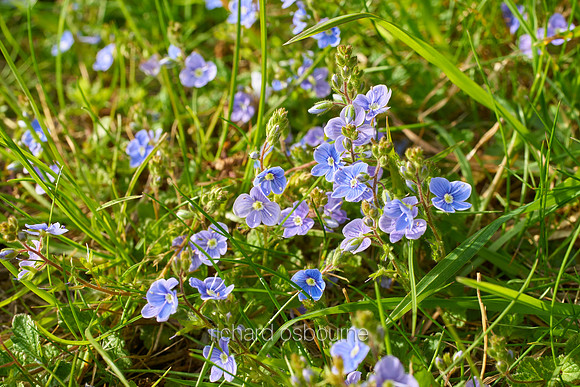 V10W9  Common Field Speedwell, Norfolk, UK