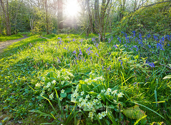 V9W4  Primroses and Bluebells, NWT Wayland Wood, Norfolk, UK