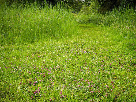 V10D3  Red Clover, NWT Upton Broad and Marshes, Norfolk Broads, UK