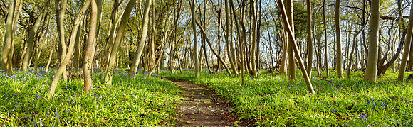 P4F4  NWT Ashwellthorpe Lower Wood, Norfolk, UK