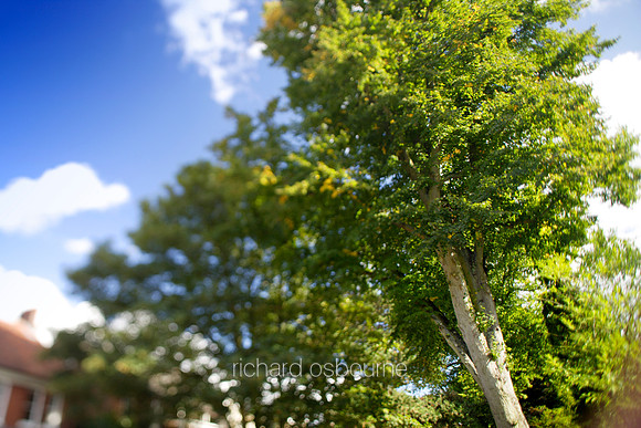 L1MT2 City Tree