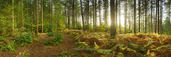 P4F6  Bacton Wood, Norfolk, UK