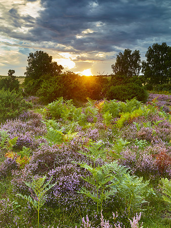 V9N28  NWT Roydon Common, Norfolk, UK