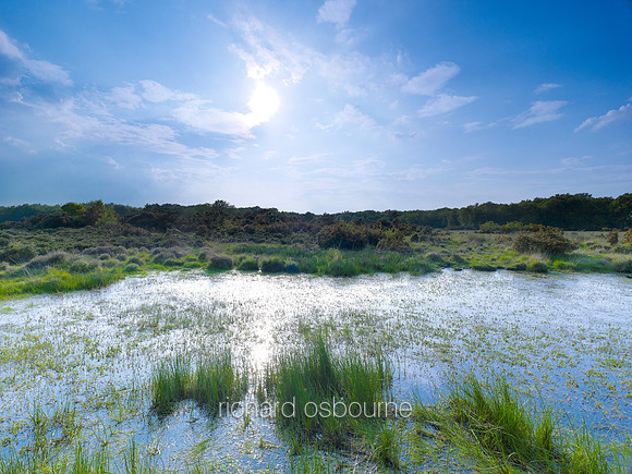 V6N34  NWT East Winch Common, Norfolk, UK