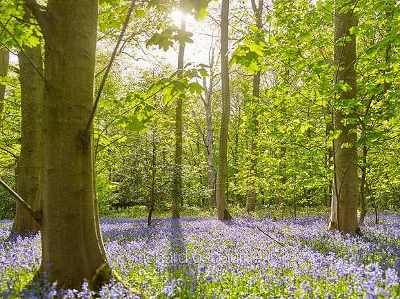 V10F4  Blickling, Norfolk, UK