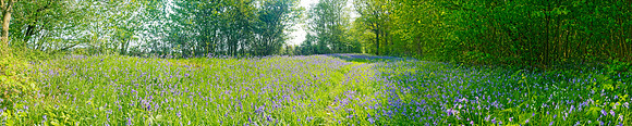 P2F15  Bluebells, NWT Foxley Wood, Norfolk, UK