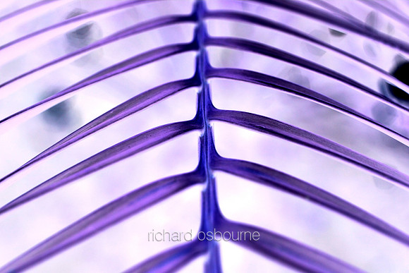 V5A17  Tropical Plant Abstract