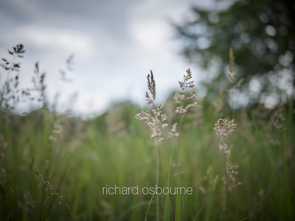 V10D6  Grasses, NWT Upton Broad and Marshes, Norfolk Broads, UK