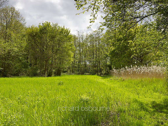 V8N37  NWT Alderfen Broad, Norfolk, UK