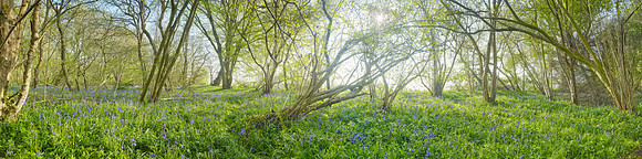 P4F1  NWT Wayland Wood, Norfolk, UK