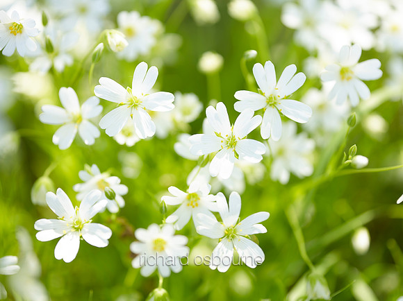 Greater Stitchwort, NWT Alderfen Broad, Norfolk, UK
