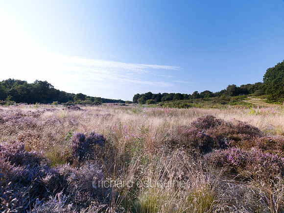 V7N12  NWT Syderstone Common, Norfolk, UK