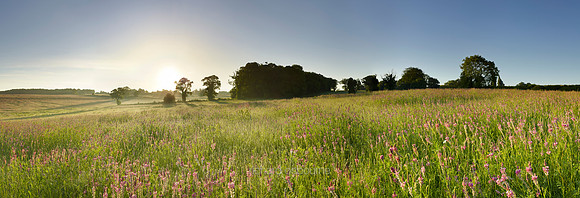P3L41  Field of Sainfoin Wildflowers, Caistor, Norfolk, UK