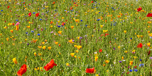P4L16  Wildflowers