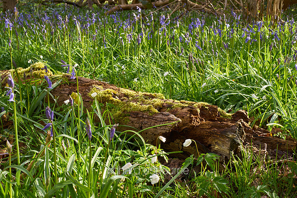 V10D11  NWT Ashwellthorpe Lower Wood, Norfolk, UK