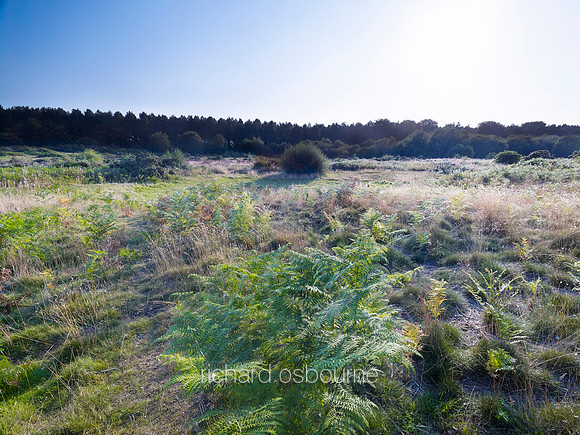 V7N15  NWT Syderstone Common, Norfolk, UK