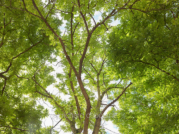 V9F34  Ash Trees