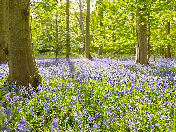 V10W7  Bluebells, Blickling, Norfolk, UK