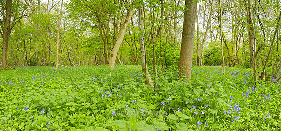 P3F36  NWT Wayland Wood, Norfolk, UK