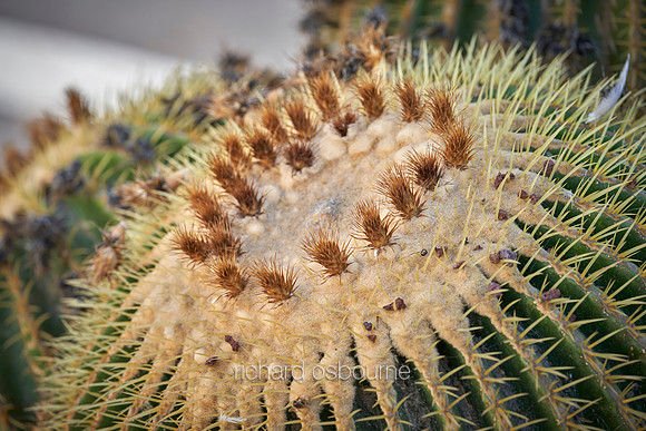 V18D5  Cactus, Tenerife, Spain