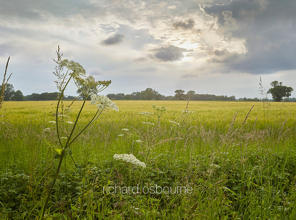 V10N7  Summer, Upton, Norfolk, UK