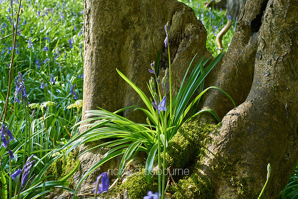 V9W7  NWT Wayland Wood, Norfolk, UK