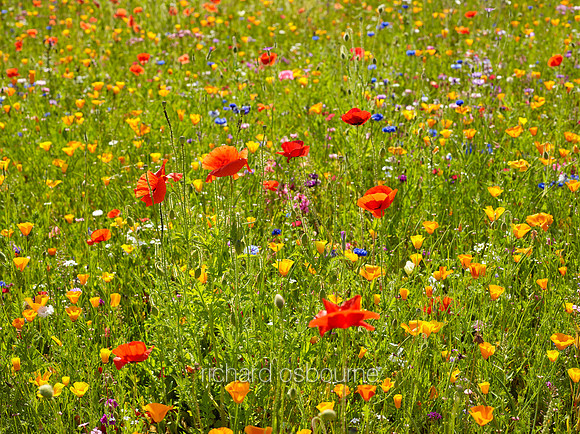V9W23  Wildflowers