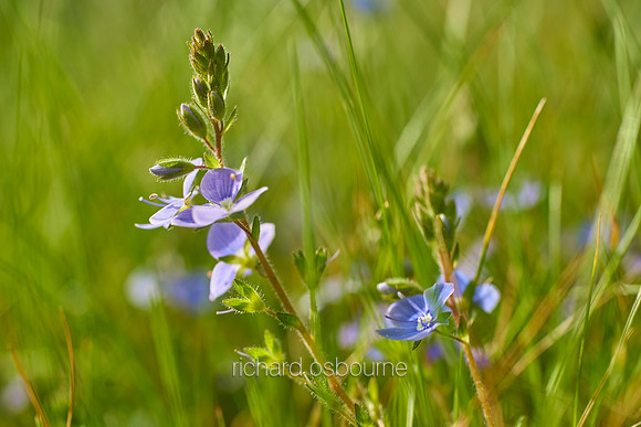 V10W8  Common Field Speedwell, Norfolk, UK