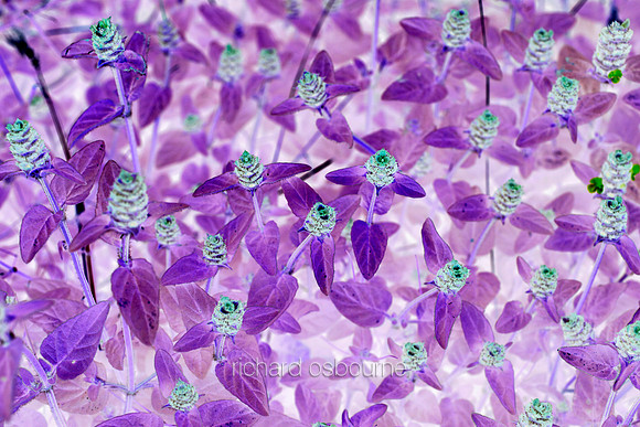V5A10  Selfheal Wildflowers