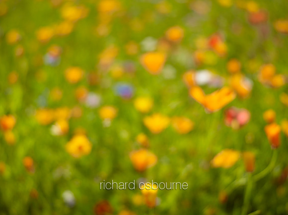 V9BG9  Wildflowers