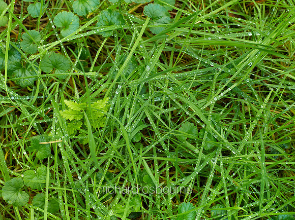 V9D8  Wet Grass