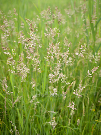 V10D4  Grasses, NWT Upton Broad and Marshes, Norfolk Broads, UK