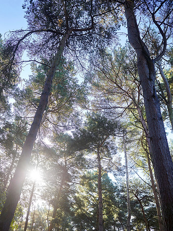 V9F37  Pine Trees, East Roudham Heath, Norfolk, UK