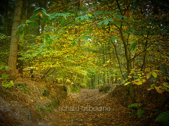 V9F31  Bacton Wood, Norfolk, UK