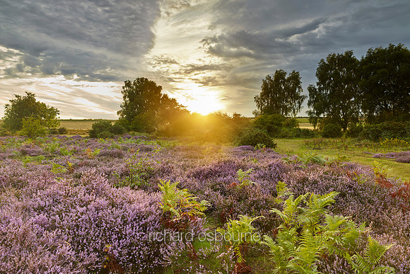 V9N30  NWT Roydon Common, Norfolk, UK