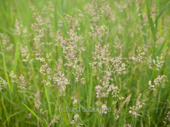 V10D5  Grasses, NWT Upton Broad and Marshes, Norfolk Broads, UK