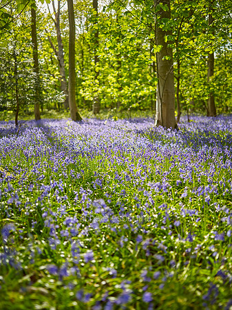 V10W5  Bluebells, Blickling, Norfolk, UK
