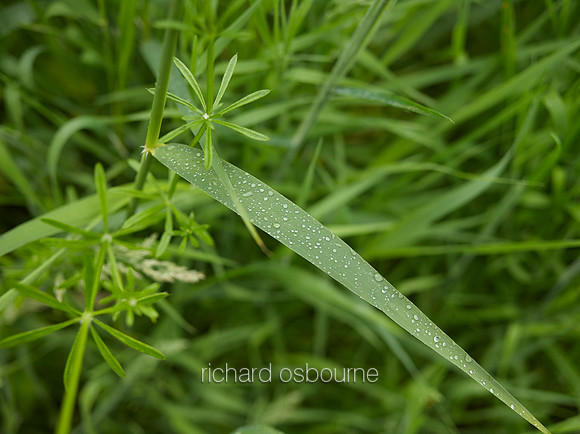 V10D7  Grasses, NWT Upton Broad and Marshes, Norfolk Broads, UK